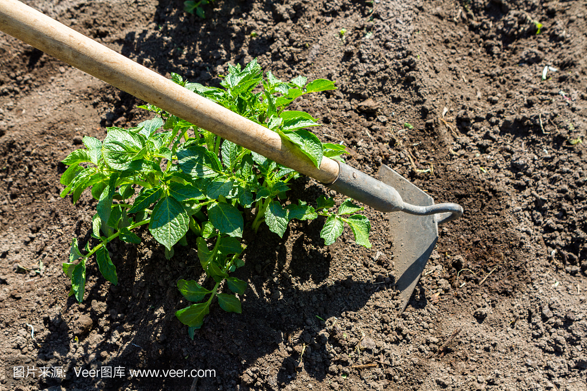 马铃薯幼苗在土壤中生长。花园里的马铃薯丛。有机园地中健康幼龄马铃薯种植。