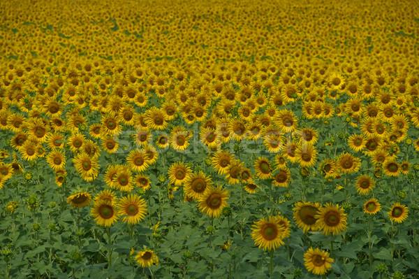 商业照片: 向日葵 ·场· 花卉 · 晴朗 · 夏天 ·花