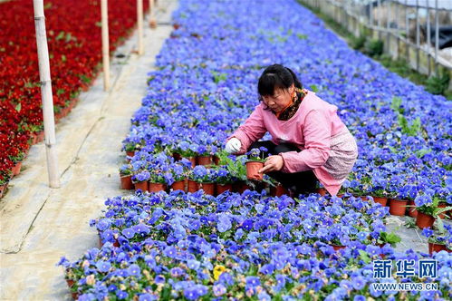 安徽 花农复工忙 图片频道