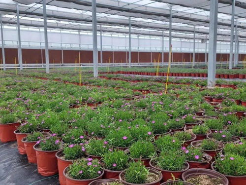 沙河镇金沙绿港联合体党委凝心聚力大力发展高档花卉产业