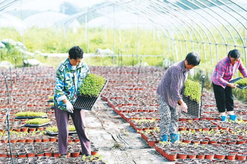 花卉种植基地 积极生产自救